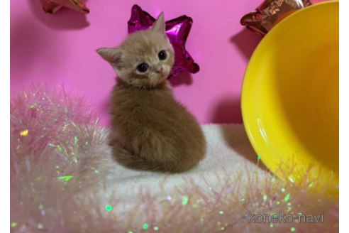 成約済の大阪府のスコティッシュフォールド-68355の5枚目